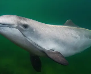 schwimmender Schweinswal