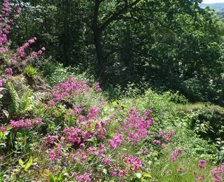 Blick hinunter auf einen Steinbruchhang mit Bewuchs aus Pechnelken