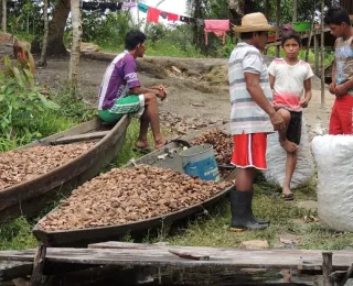 Junge Männer sorgen für den Weitertransport von Paranüssen per Boot auf einem Fluss