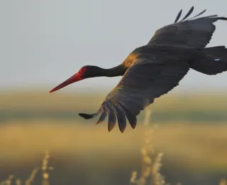 Ein fliegender Schwarzstorch