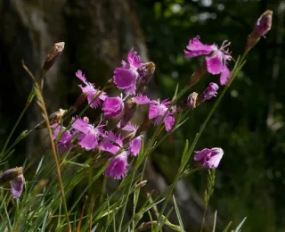 Pfingst-Nelke in der Farbe Lila