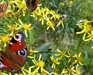 Exemplarisch für den übergreifenden Ansatz der synergetischen Datenanalyse der Monitoringdaten sind in diesem Foto blütenbesuchende Tagfalter abgebildet.