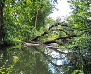 Totholz was im Wasser liegt umgeben von grünen Bäumen und Büschen 