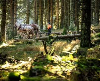 Rückepferde bei der Arbeit im Wald
