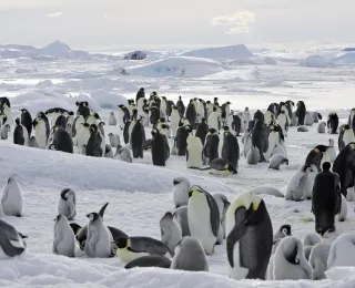 Eine Kolonie von mehreren Kaiserpinguinen. Es sind sowohl Jungtiere als auch adulte Tiere zu sehen.