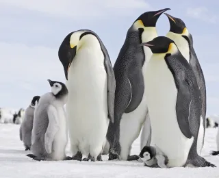 Vier erwachsene Kaiserpinguine (Aptenodytes forsteri) mit drei Jungtieren