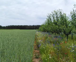 Baumreihe auf Ackerfläche mit Blühstreifen