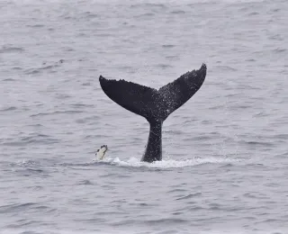 Fluke eines abtauchenden Buckelwals auf der Doggerbank