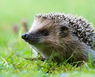 Ein Igel sitzt auf einer grünen Wiese 