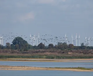 Ein auffliegender Schwarm Graugänse, im Hintergrund ein Windpark