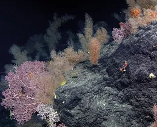 Korallengarten in der Tiefsee, bestehend aus mehreren Kaltwasserkorallen und einigen Schlangensternen.