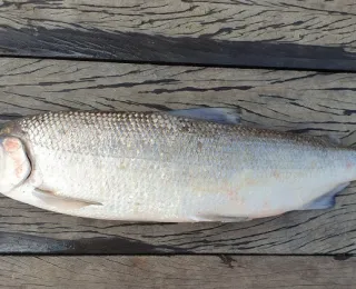 Nordseeschnäpel auf einem Holzbrett gefangen in der Weser 