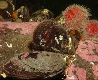 Pferdemuscheln (Modiolus modiolus) auf steinigem Untergrund in der Nordsee.
