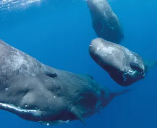 Mehrere Pottwale (Physeter macrocephalus) im freien Blauwasser auf der Hohen See.