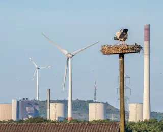 Weißstorch auf Kamin im Industriegebiet in Bottrop