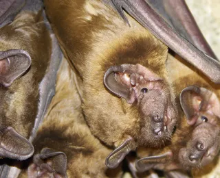 Abendsegler im Quartier