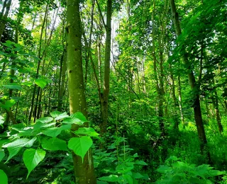 Laubmischwald mit Fokus auf Krautschicht und Baumstämme