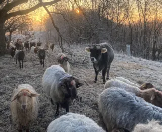 Verschiedene Weidetiere in einer winterlichen Landschaft
