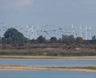 Ein auffliegender Schwarm Graugänse, im Hintergrund ein Windpark