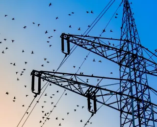Vögel im Flug an Hochspannungsleitung