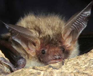 Eine Bechsteinfledermaus schaut aus einer Baumhöhle.