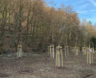 eingepflanzte Jungbäume 