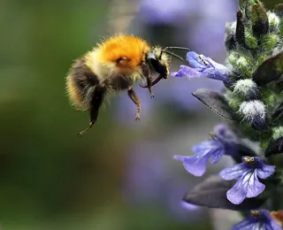 Ackerhummel (Bombus pascuorum) an kriechendem Günsel (Ajuga reptans)