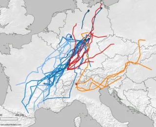 Karte von Europa mit eingezeichneten Zugrouten des Kleinabendseglers. Linien in Rottönen zeigen die Wanderbewegungen in die Sommergebiete, blaue Linien die Wege in die Wintergebiete. Die Routen verlaufen quer durch Mitteleuropa und erstrecken sich über insgesamt 12 Länder: Sommerrouten: Schweiz, Deutschland, Tschechien, Österreich, Slowenien, Italien, Ungarn, Slowakei, Polen, Kroatien. Winterrouten: Frankreich, Deutschland, Schweiz, Italien, Slowenien