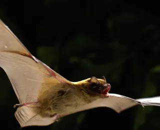 Kleinabendsegler im Flug mit ausgebreiteten Flügeln vor dunklem Hintergrund