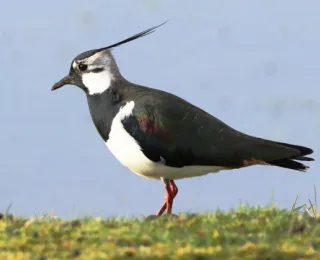 Ein Kiebitz steht im Seitenprofil auf einer grünen, leicht grasbewachsenen Anhöhe vor einem hellblauen Hintergrund.