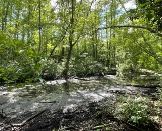 Wald mit dichtem Laub und schlammigem Wasserlauf im Sonnenlicht