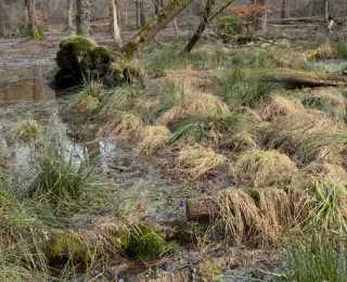 Schwammwald 
