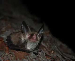 Nahaufnahme einer Bechsteinfledermaus mit großen Ohren auf Baumrinde in dunkler Umgebung