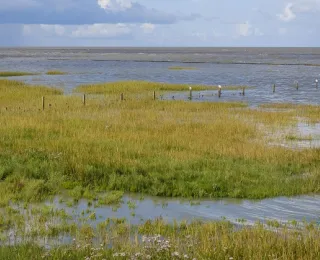 Salzwiesen im Nationalpark Wattenmeer