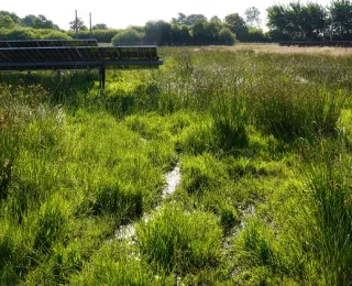 Photovoltaik auf wiedervernässten Moorböden