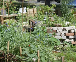Ein Garten im urbanen Raum. Mit vielen blühenden Pflanzen und Strukturen als Unterschlupf für Kleintiere und Insekten