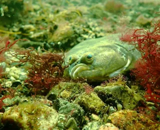 Eine Flunder liegt am Meeresgrund der Ostsee