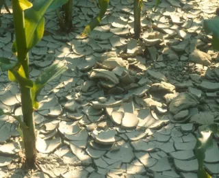 Maispflanze auf einem Feld mit durch Trockenheit aufgerissenem Boden