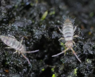 Zwei Springschwänze der Gattung Entomobrya auf dunklem, feuchtem Boden
