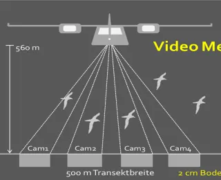 Schema digitaler Viedeoerfassung von marinen Wirbeltieren durch Flugzeuge