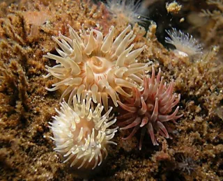 Seeanemonen (Actiniaria) auf einem Stein unter Wasser
