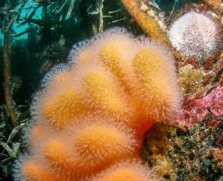 Bild Tote Mannshand (Alocynium digitatum)