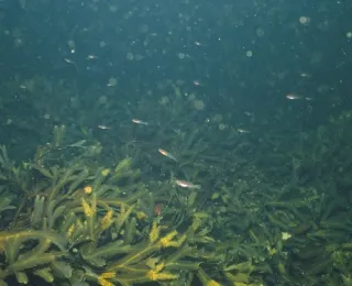 Dichte Sägetangwälder mit zahlreichen Fischen