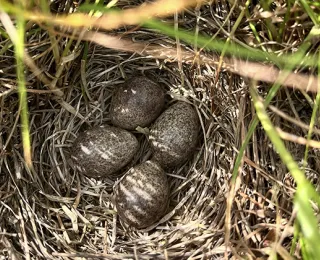 Eine Feldlerche hat ihr Nest aus trockenen Halmen im Getreidefeld gebaut. Vier braun-marmorierten Eier sind gut getarnt.
