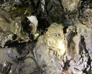 Mehrere Exemplare der Pazifischen Auster zusammen mit Algen und Seepocken 