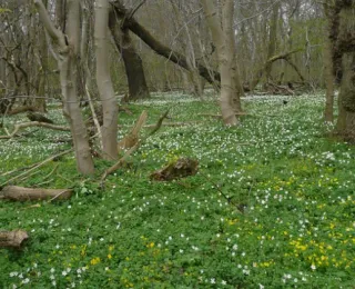 Wald mit blühendem Frühlingsblumenmeer und kahlen Bäumen