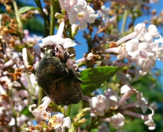 Ein goldglänzender Rosenkäfer, Cetonia aurata