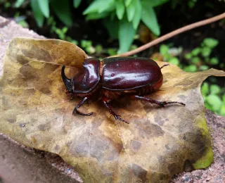 Nashornkäfer Oryctes nasicornis
