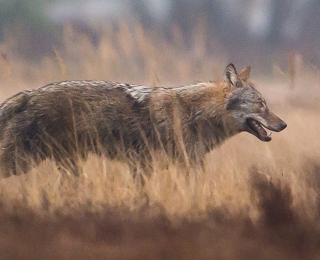 Laufender Wolf von der Seite