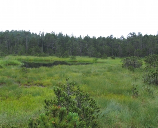 Naturnaher Hochmoorkern mit Moorauge (Foto: Uwe Riecken)